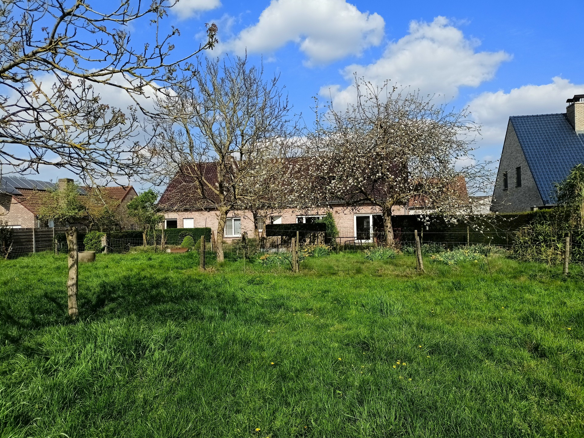 Orchard in flowers